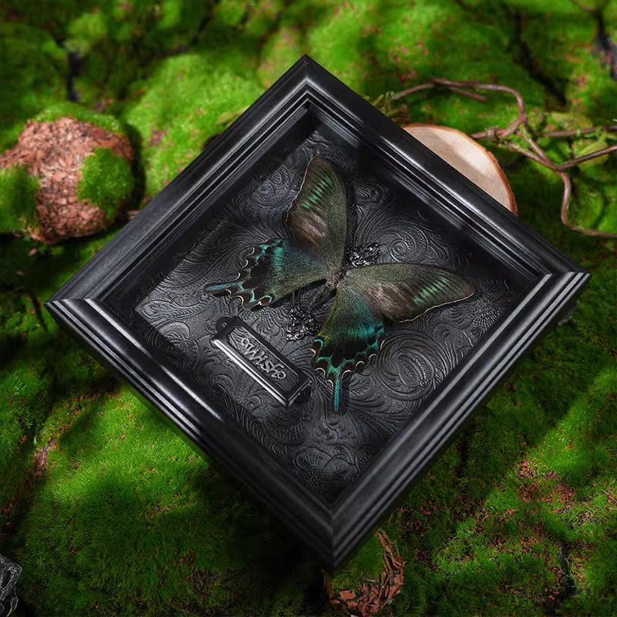 Rare Graphium sarpedon Real Butterfly Specimen - Framed Taxidermy Decor for Home & Wall Art