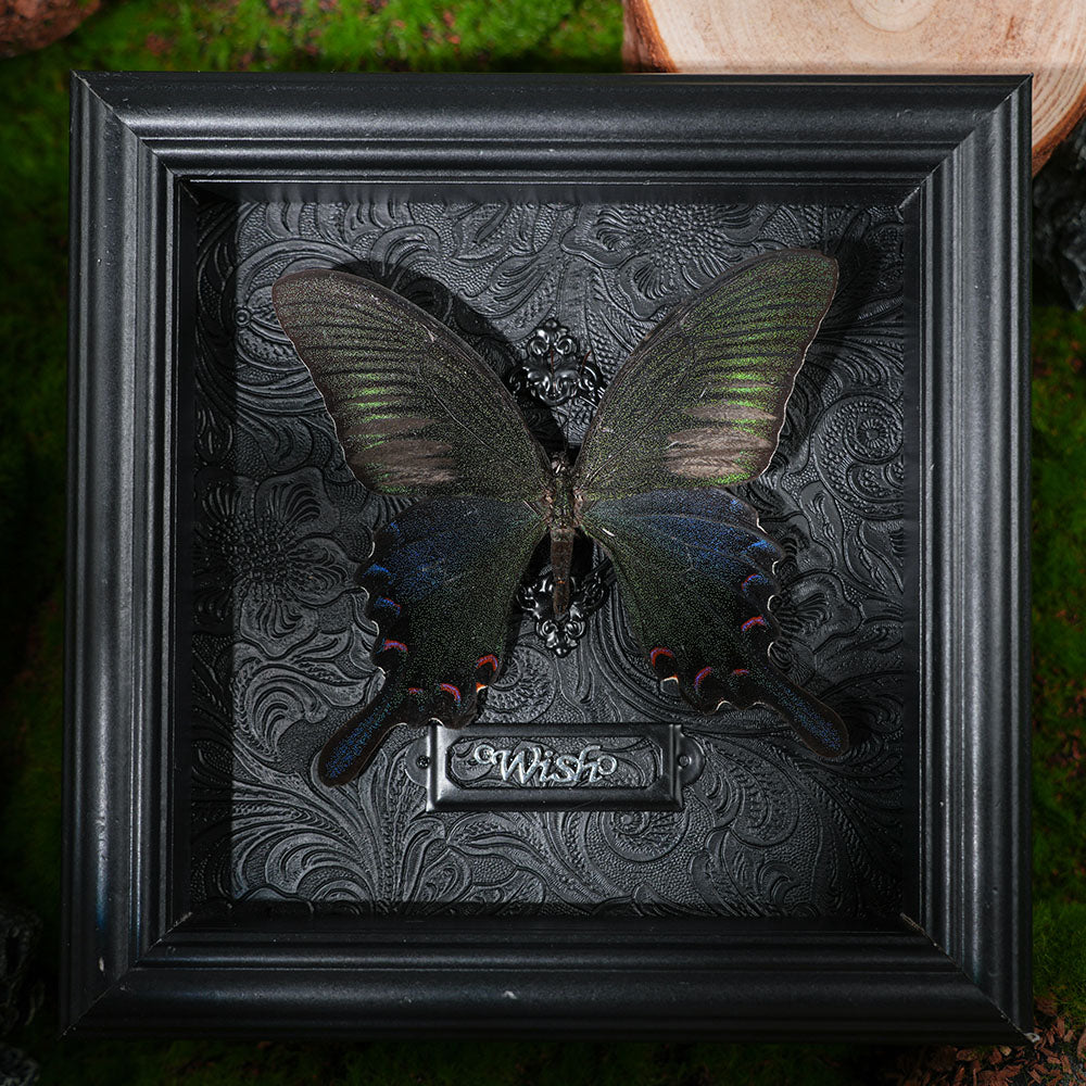 Rare Graphium sarpedon Real Butterfly Specimen - Framed Taxidermy Decor for Home & Wall Art