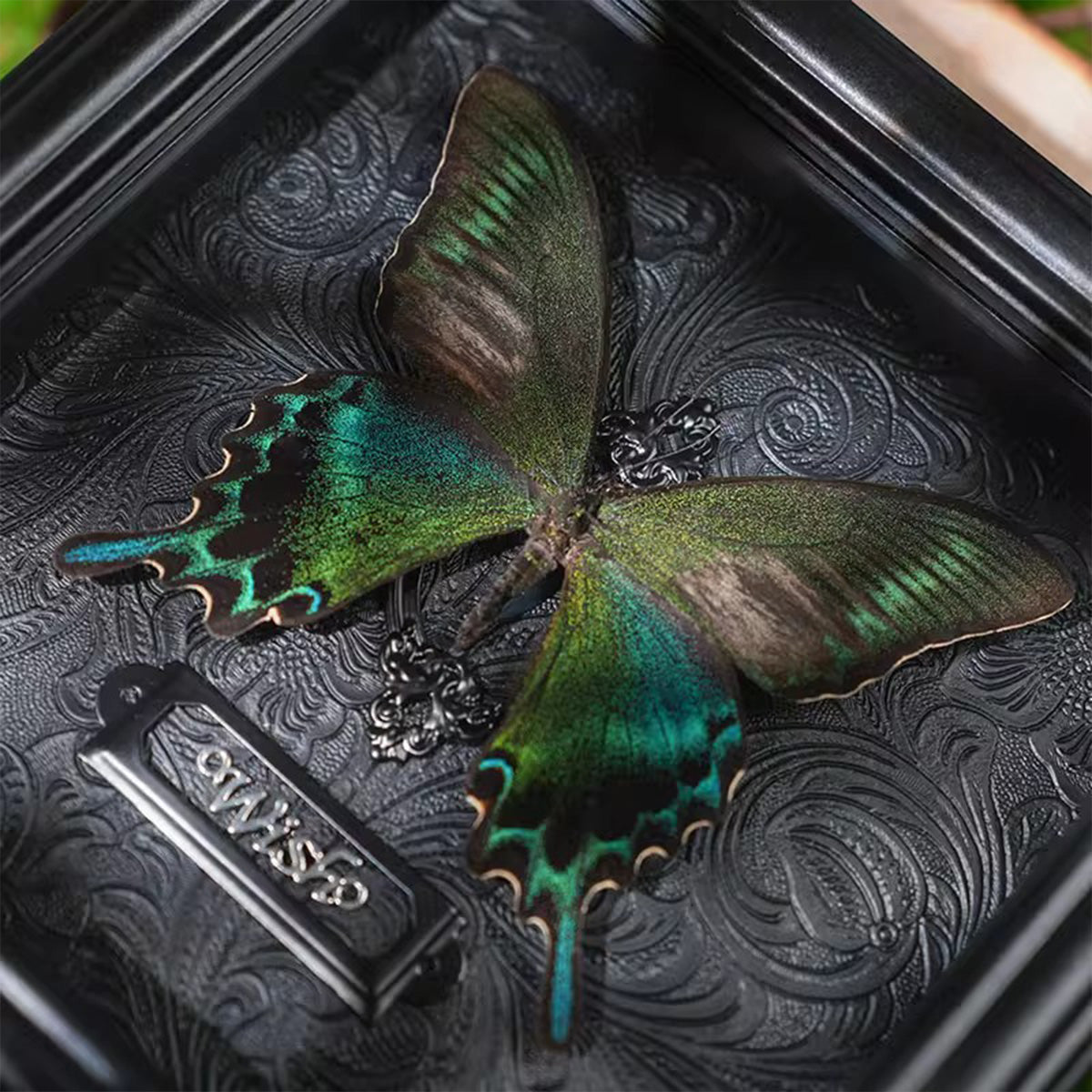 Rare Graphium sarpedon Real Butterfly Specimen - Framed Taxidermy Decor for Home & Wall Art