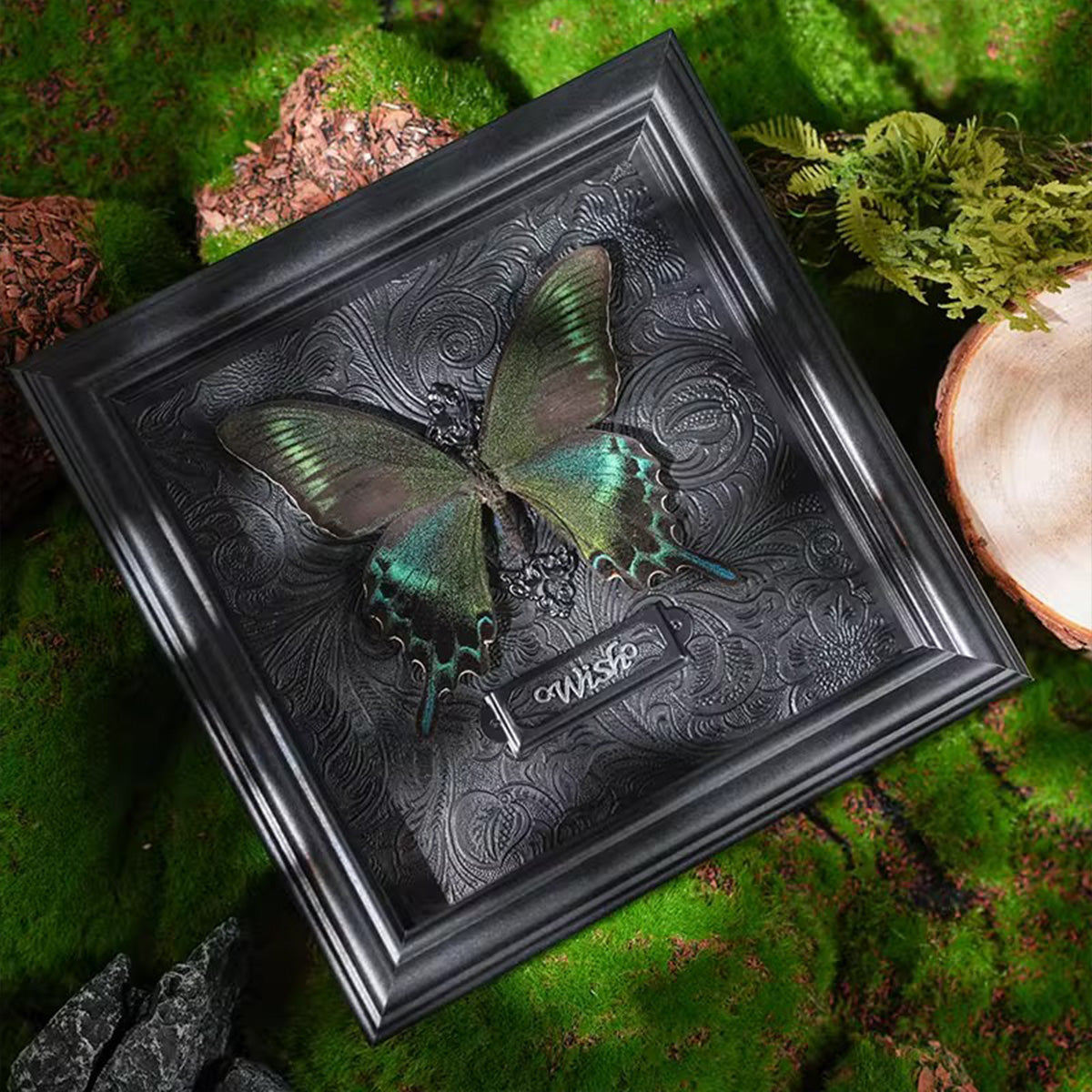 Rare Graphium sarpedon Real Butterfly Specimen - Framed Taxidermy Decor for Home & Wall Art