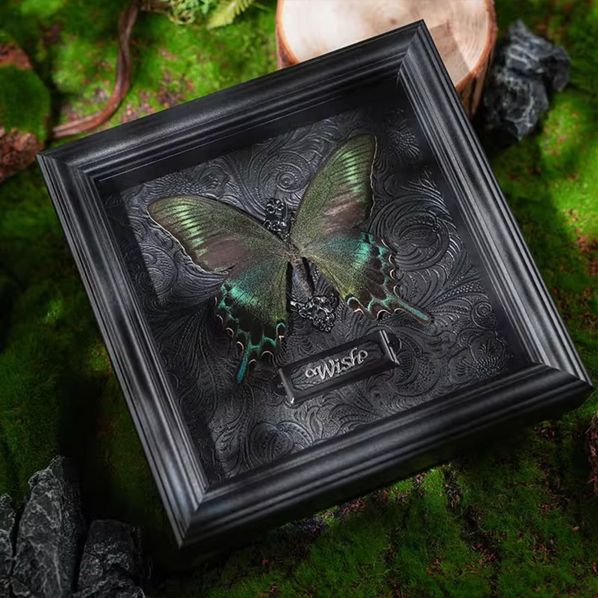 Rare Graphium sarpedon Real Butterfly Specimen - Framed Taxidermy Decor for Home & Wall Art
