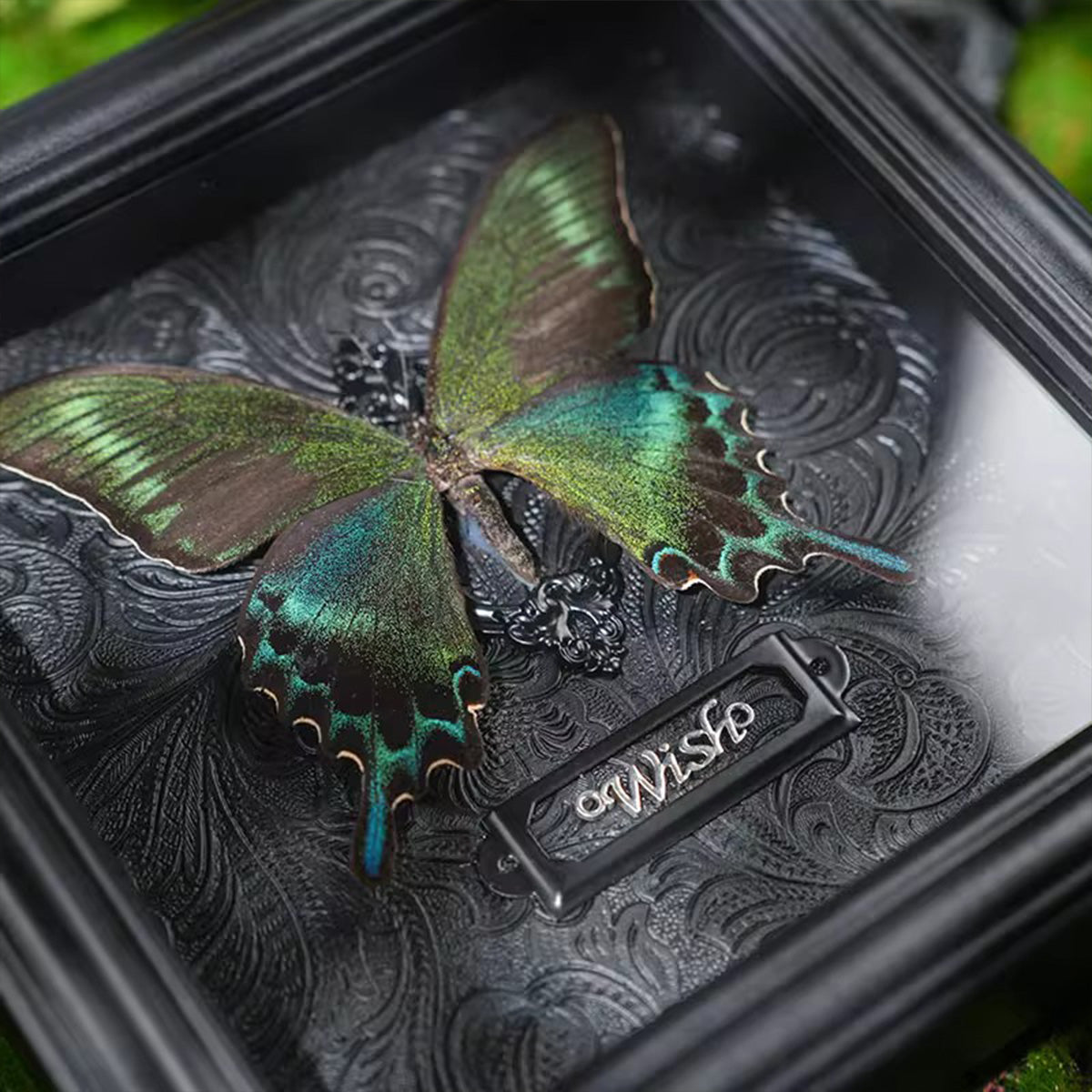 Rare Graphium sarpedon Real Butterfly Specimen - Framed Taxidermy Decor for Home & Wall Art